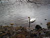 A friendly (ish) mute swan