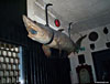 The stuffed shark at the Drover's Inn