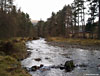 By the Crom Allt in the woods to the south of Tyndrum